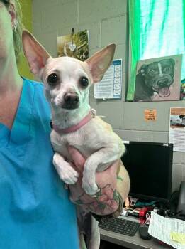 Rescue Mixed Breed Dogs for Adoption in Watertown, Wisconsin - Sasha | PetCurious