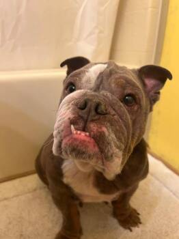 English Bulldog Dogs Available for Adoption in Yuma, Arizona - Jellybean | PetCurious