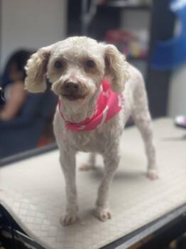 Miniature Poodle and Poodle Dogs Available for Adoption in Fresno, California - Judy | PetCurious
