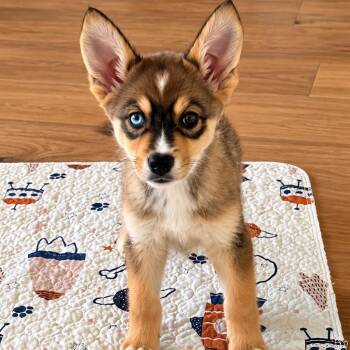 Stormie -  Australian Shepherd and Husky Dog for Adoption in Sacramento, California - Stormie | PetCurious