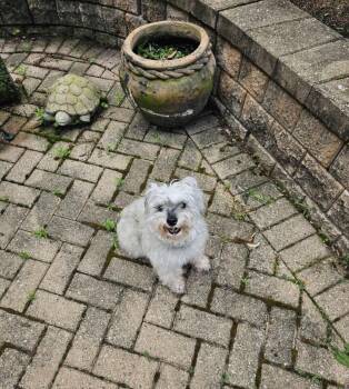Angel -  Miniature Schnauzer and Miniature Poodle Dog for Adoption in Oswego, Illinois - Angel | PetCurious