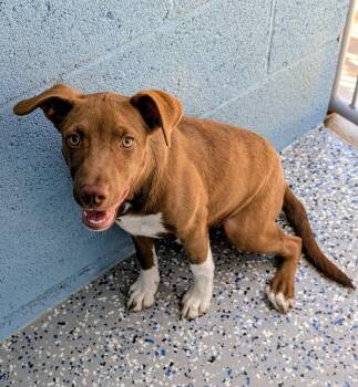 Cayenne -  Pit Bull Terrier and Rhodesian Ridgeback Dog for Adoption in Benson, Arizona - Cayenne | PetCurious
