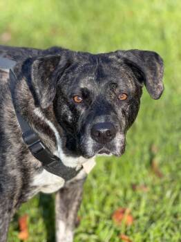 Jewelz -  Labrador Retriever Dog for Adoption in Jamesville, New York - Jewelz | PetCurious