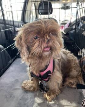 Maple -  Shih Tzu Dog for Adoption in Gainesville, Virginia - Maple | PetCurious