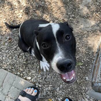 Holstein -  Pit Bull Terrier and Mixed Breed Dog for Adoption in Madison, Wisconsin - Holstein | PetCurious