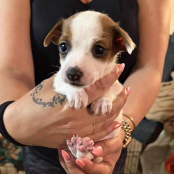 Chihuahua Dogs Available for Adoption in Tampa, Florida - Mason | PetCurious