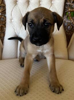 Shepherd Dogs Available for Adoption - Wrangler | PetCurious