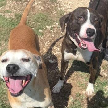Bowser & Barry - Bonded Pair -  Mixed Breed Dog Available for Adoption in Wantagh, New York - Bowser & Barry - Bonded Pair | PetCurious