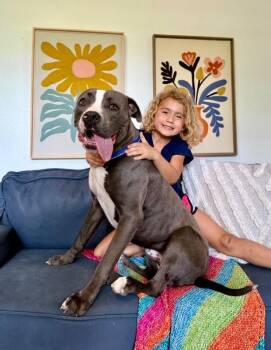 Marky Mark Your Fun Loving Best Friend -  Pit Bull Terrier Dog for Adoption in Friendswood, Texas - Marky Mark Your Fun Loving Best Friend | PetCurious