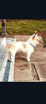 Chihuahua Dogs Available for Adoption - Milo | PetCurious