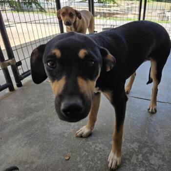 Lisa -  Mixed Breed Dog Available for Adoption in Walden, New York - Lisa | PetCurious