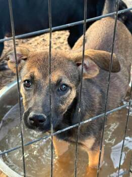 Tammy -  Rhodesian Ridgeback Dog for Adoption in Syracuse, New York - Tammy | PetCurious