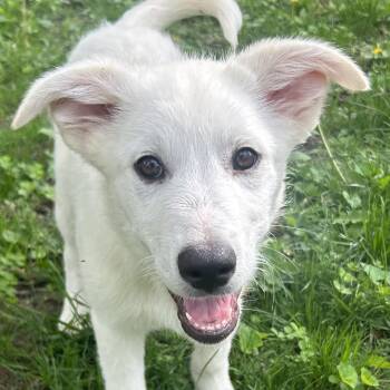 Great Pyrenees Dogs Available for Adoption in Normal, Illinois - Maple | PetCurious