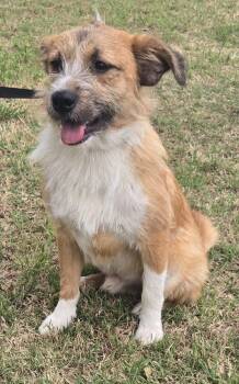 Terrier Dogs Available for Adoption in New Berlin, Wisconsin - MAXWELL   $425 | PetCurious
