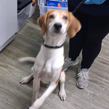 Ichabod -  Hound Dog for Adoption in Summerville, South Carolina - Ichabod | PetCurious