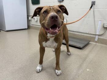 American Staffordshire Terrier and Mixed Breed Dogs Available for Adoption - MARCELINE | PetCurious