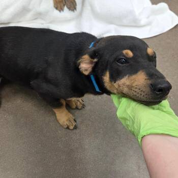 Terrier Dogs Available for Adoption in Chattanooga, Tennessee - Neve | PetCurious