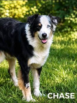 Chase -  Australian Shepherd Dog for Adoption in Lucas, Texas - Chase | PetCurious