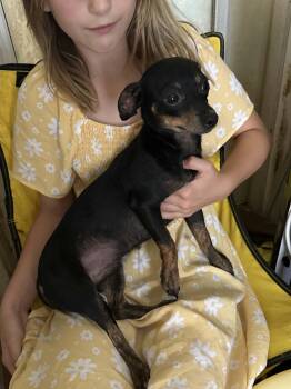 Twix -  Chihuahua Dog for Adoption in Carmel Hamlet, New York - Twix | PetCurious