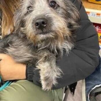 Rescue Bichon Frise and Pomeranian Dogs for Adoption in Fowlerville, Michigan - Capone - COMING SOON | PetCurious