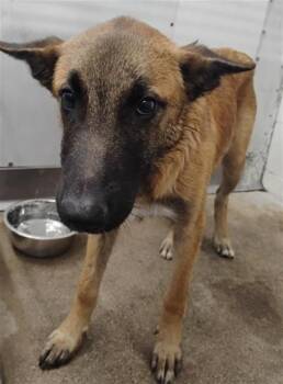 OSKAR -  Belgian Shepherd Malinois Dog for Adoption in San Bernardino, California - OSKAR | PetCurious