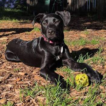 Morticia -  Labrador Retriever and Mixed Breed Dog for Adoption in Minneapolis, Minnesota - Morticia | PetCurious