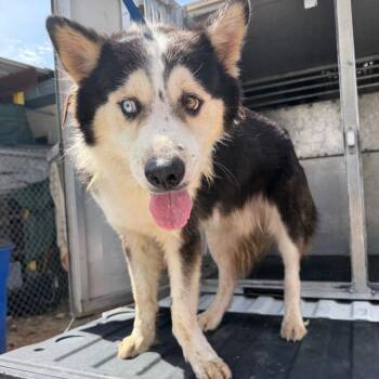 Bulbasaur -  Husky and Mixed Breed Dog for Adoption in Edinburg, Texas - Bulbasaur | PetCurious