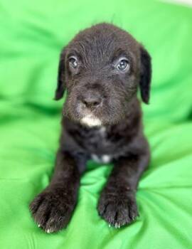 Terrier and Mixed Breed Dogs Available for Adoption - Huxley | PetCurious