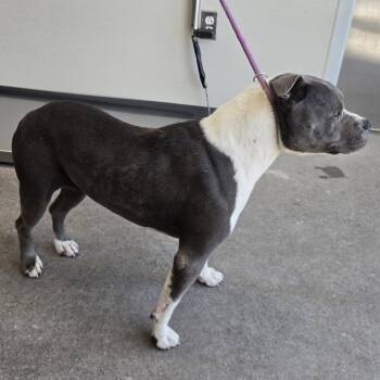 109251 -  Mixed Breed Dog for Adoption in Las Cruces, New Mexico - 109251 | PetCurious