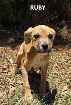 Ruby -  Hound Dog Available for Adoption in Washington, Georgia - Ruby | PetCurious