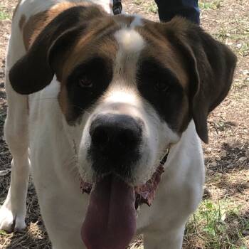 Dulci -  Saint Bernard Dog for Adoption in Magnolia, Texas - Dulci | PetCurious