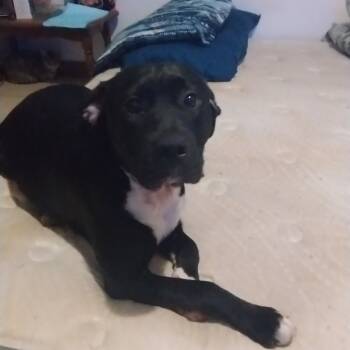 Rescue Black Labrador Retriever Dogs for Adoption in Livingston, Texas - Jewels | PetCurious