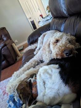 Moose -  Goldendoodle Dog for Adoption in Pulaski, Tennessee - Moose | PetCurious