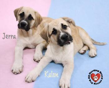 Anatolian Shepherd Dogs Available for Adoption - Kalon | PetCurious