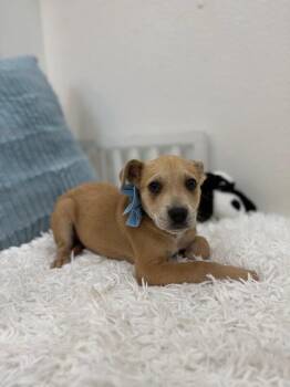 German Shepherd Dog and Labrador Retriever Dogs Available for Adoption - Sirius Celestial | PetCurious