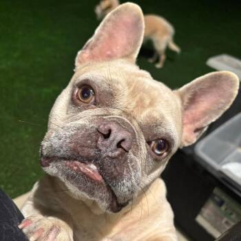 Charles D11132 -  French Bulldog Dog Available for Adoption - Charles D11132 | PetCurious