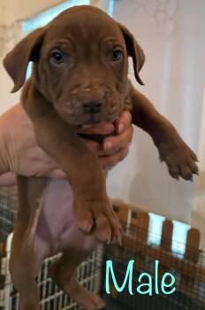 Pit Bull Terrier Dogs Available for Adoption in Brooksville, Florida - Burger King 2 | PetCurious