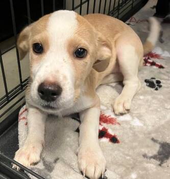 Madison -  Mixed Breed Dog for Adoption - Madison | PetCurious
