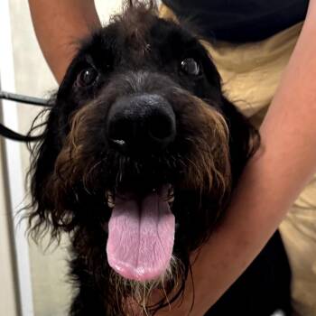 Gordon -  Standard Poodle and Mixed Breed Dog for Adoption in Blue Ridge, Georgia - Gordon | PetCurious