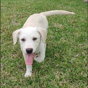 Labrador Retriever Dogs Available for Adoption - Marley | PetCurious