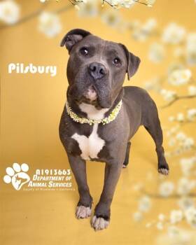 Pit Bull Terrier Dogs Available for Adoption in Riverside, California - PILSBURY | PetCurious
