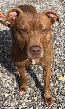 Zander -  Mixed Breed Dog for Adoption in Mckeesport, Pennsylvania - Zander | PetCurious