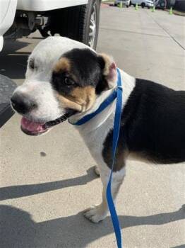 Rescue Pit Bull Terrier Dogs for Adoption in Houston, Texas - A644097 | PetCurious