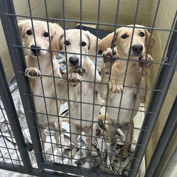 Kinsey & Kizzy -  Yellow Labrador Retriever and Golden Retriever Dog for Adoption in Clarksville, Virginia - Kinsey & Kizzy | PetCurious