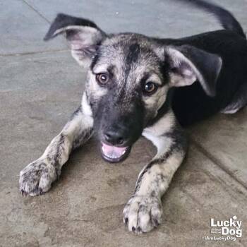 Flynn -  Shepherd and Retriever Dog for Adoption in Washington, District Of Columbia - Flynn | PetCurious