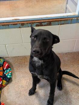 Lyra -  Shepherd and Mixed Breed Dog for Adoption in Brownwood, Texas - Lyra | PetCurious