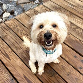 Poodle and Golden Retriever Dogs Available for Adoption - Kuro 22173 | PetCurious