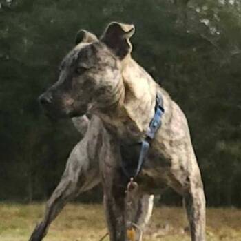 Plott Hound Dogs Available for Adoption in Ville Platte, Louisiana - Trooper | PetCurious