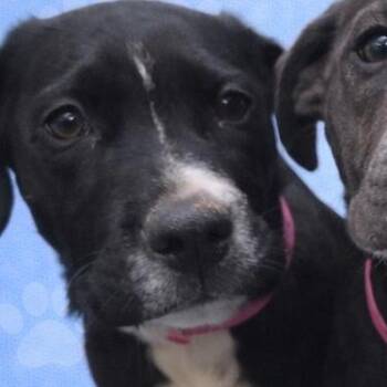 Pit Bull Terrier Dogs Available for Adoption - Sammi Sweetheart | PetCurious
