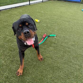 Titan -  Rottweiler Dog for Adoption in Philadelphia, Pennsylvania - Titan | PetCurious